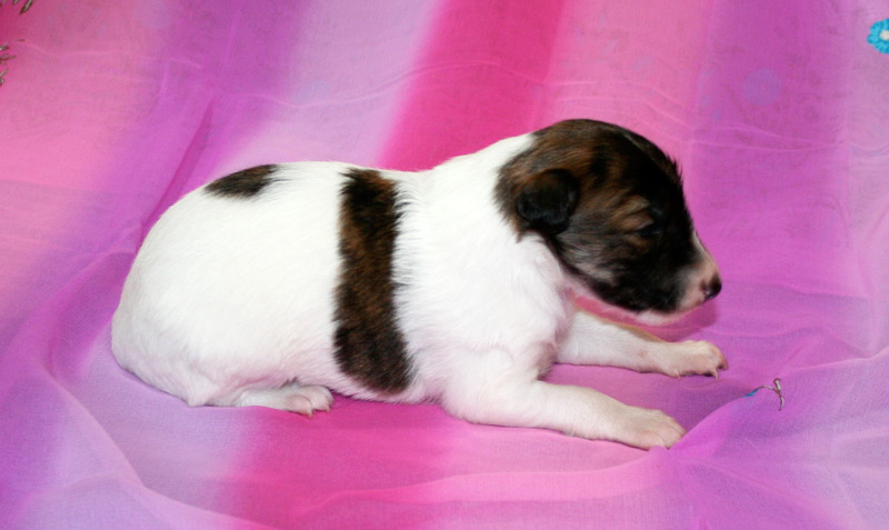 Surf Spots - Girl 1 Left Stretch